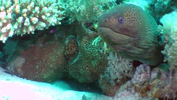 Murena gigante (Gymnothorax javanicus) nella tana . — Video Stock