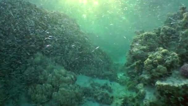 Ένα μεγάλο κοπάδι από σπάλα μοσχαρίσια Hardyhead (Atherinomorus lacunosus). — Αρχείο Βίντεο