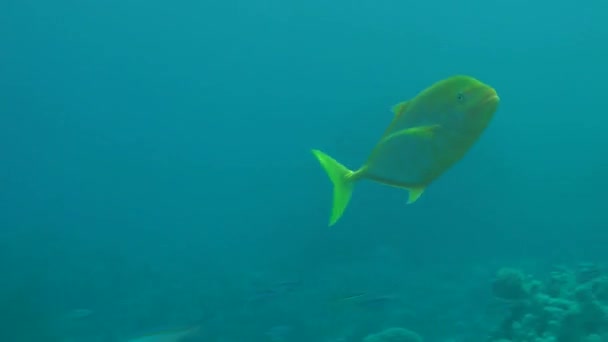 Orangespotted 鲹鱼 (Carangoides bajad) 在水体中. — 图库视频影像