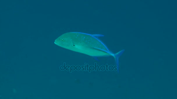 Atún rojo trevalmente (Caranx melampygus) en la columna de agua . — Vídeos de Stock