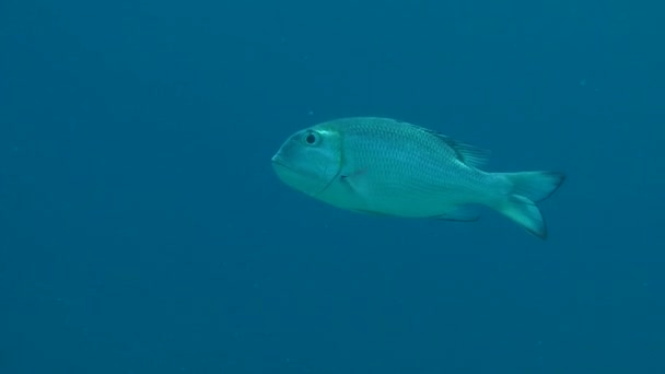 Большеглазый лещ (Monotaxis grandoculis) в водяном столбе . — стоковое видео