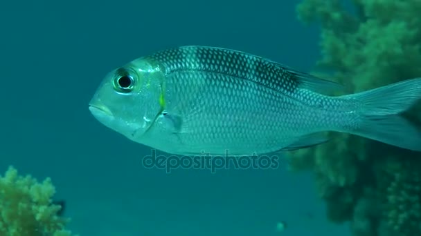 Humpnose big-eye bream (Monotaxis grandoculis) in the water column. — Stock Video