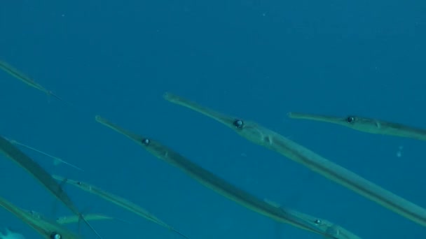 Bluespotted cornetfish (Fistularia commersonii) su sütunu. — Stok video