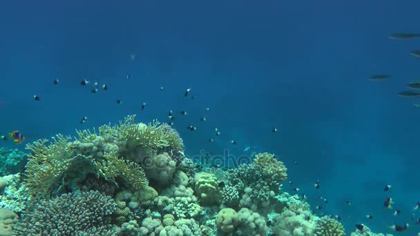 A flock of Suez Fusilier (Caesio suevica) over the reef. — Stock Video