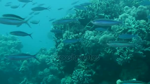一群苏伊士连队 (鱼群 suevica) 和纹状燧发枪团 （鱼群芨） 在珊瑚. — 图库视频影像