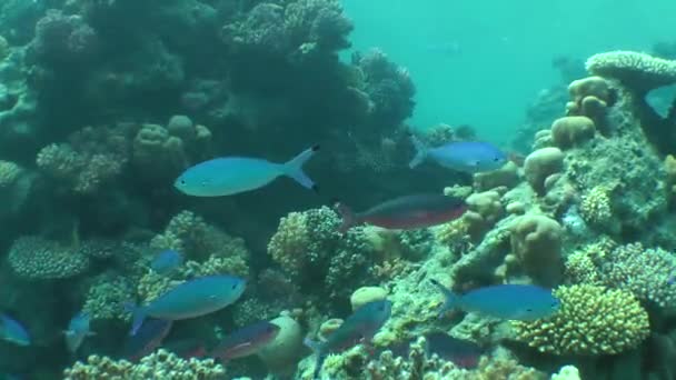 A flock of Suez Fusilier (Caesio suevica) on the background of the reef. — Stock Video