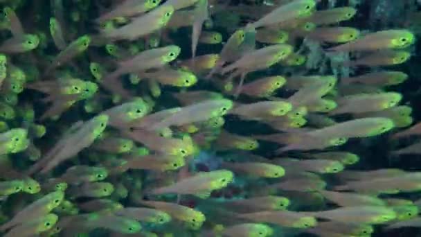 Gespikkelde sandperch (Parapercis binivirgata) op een zanderige bodem. — Stockvideo