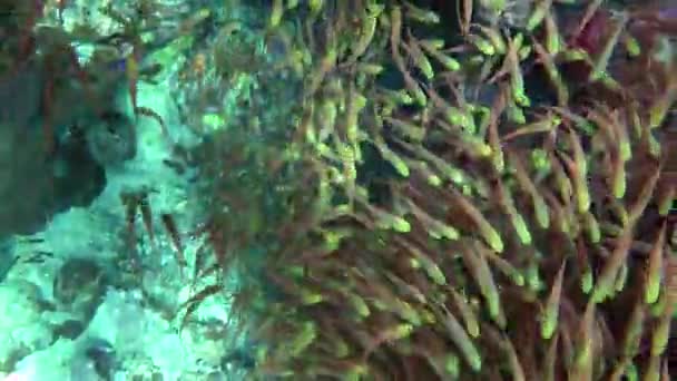 Sandperche moucheté (Parapercis hexophtalma) sur un fond sablonneux .