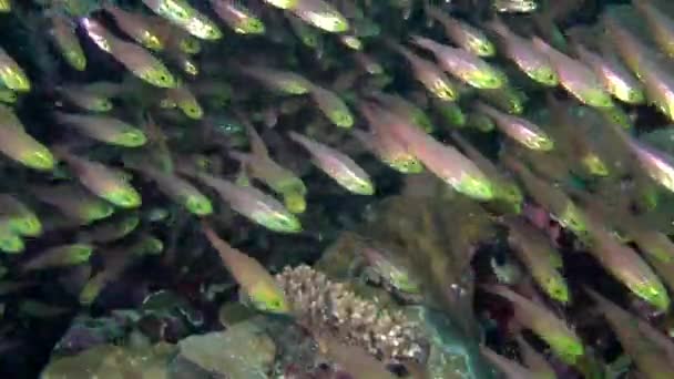 Gespikkelde sandperch (Parapercis binivirgata) op een zanderige bodem. — Stockvideo