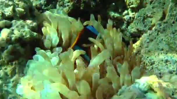 Gespikkelde sandperch (Parapercis binivirgata) op een zanderige bodem. — Stockvideo