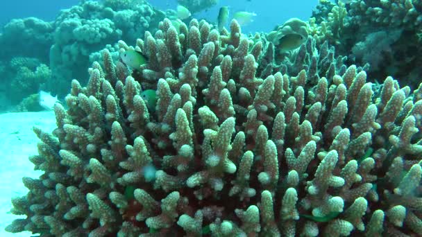 Sandperco moteado (Parapercis hexophtalma) en un fondo arenoso . — Vídeos de Stock