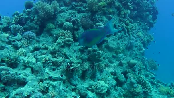 Skvrnitý sandperch (Parapercis hexophtalma) na písčité dno. — Stock video