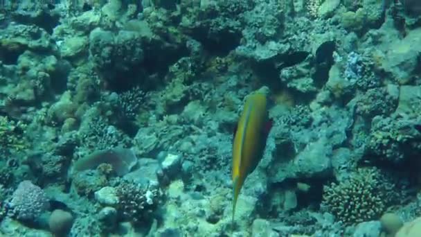 Sanduíche salpicada (Parapercis hexophtalma) em um fundo arenoso . — Vídeo de Stock