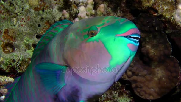 Sanduíche salpicada (Parapercis hexophtalma) em um fundo arenoso . — Vídeo de Stock