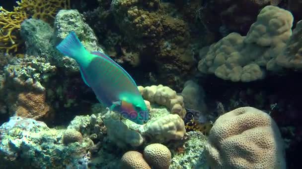 Pettyes sandperch (Parapercis hexophtalma) egy homokos alján. — Stock videók