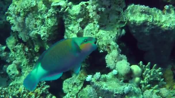 Skvrnitý sandperch (Parapercis hexophtalma) na písčité dno. — Stock video