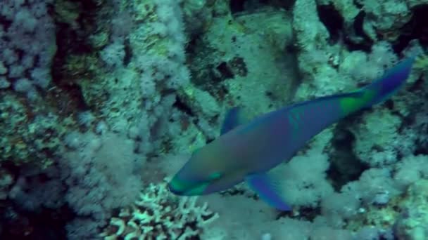 Sandperche moucheté (Parapercis hexophtalma) sur un fond sablonneux . — Video