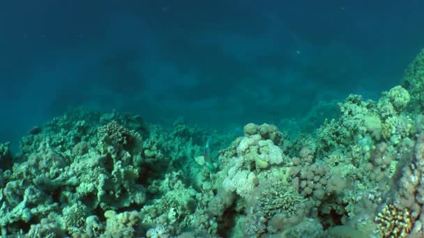 Pettyes sandperch (Parapercis hexophtalma) egy homokos alján. — Stock videók