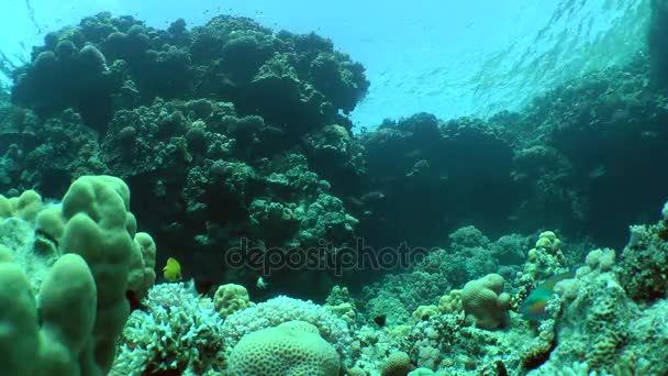 Speckled sandperch (Parapercis hexophtalma) on a sandy bottom. — Stock Video