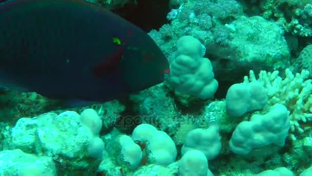 Fläckig sandperch (Parapercis hexophtalma) på sandbotten. — Stockvideo