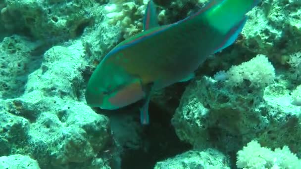 Fläckig sandperch (Parapercis hexophtalma) på sandbotten. — Stockvideo