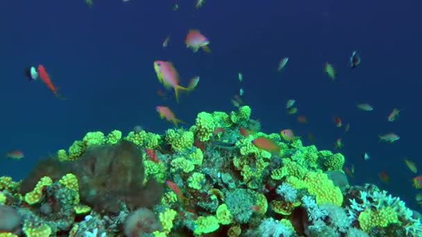 Pettyes sandperch (Parapercis hexophtalma) egy homokos alján. — Stock videók