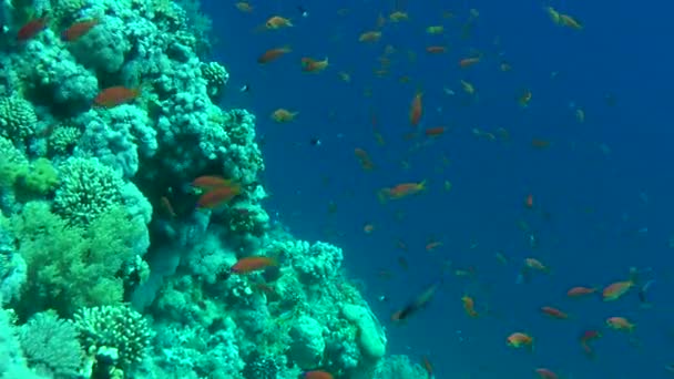 Pettyes sandperch (Parapercis hexophtalma) egy homokos alján. — Stock videók