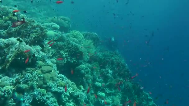 Pettyes sandperch (Parapercis hexophtalma) egy homokos alján. — Stock videók