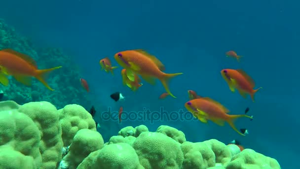 Pettyes sandperch (Parapercis hexophtalma) egy homokos alján. — Stock videók