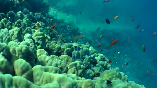 Speckled sandperch (Parapercis hexophtalma) on a sandy bottom. — Stock Video