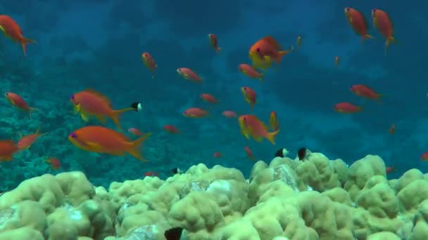 Pettyes sandperch (Parapercis hexophtalma) egy homokos alján. — Stock videók