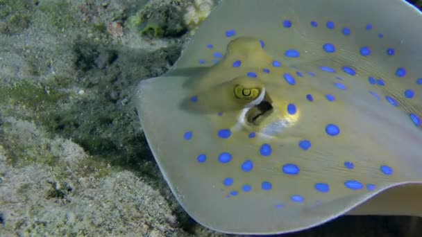 Sandperco moteado (Parapercis hexophtalma) en un fondo arenoso . — Vídeos de Stock