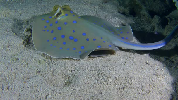 Nakrapiane sandperch (Parapercis hexophtalma) na piaszczystym dnie. — Wideo stockowe