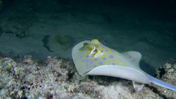 Skvrnitý sandperch (Parapercis hexophtalma) na písčité dno. — Stock video