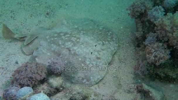 Pstra Pantera (Torpedo panthera) na piaszczystym dnie. — Wideo stockowe