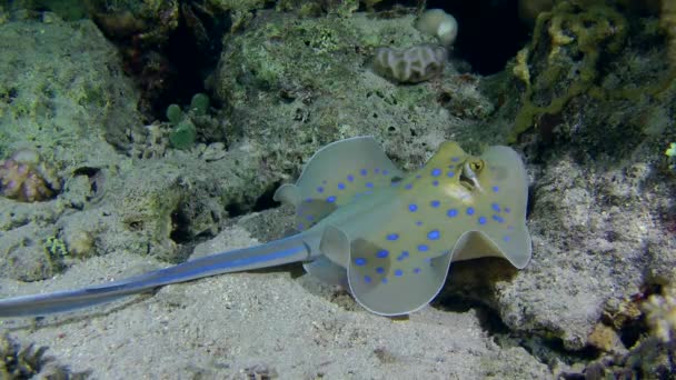 Stingray à points bleus (Taeniura lymma ) — Video