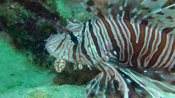 Gesprenkelter Sandbarsch (parapercis hexophtalma) auf sandigem Boden. — Stockvideo