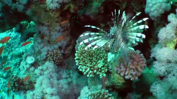 Speckled sandperch (Parapercis hexophtalma) on a sandy bottom. — Stock Video