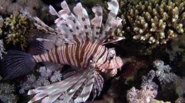 Kumlu altta benekli sandperch (Parapercis hexophtalma).