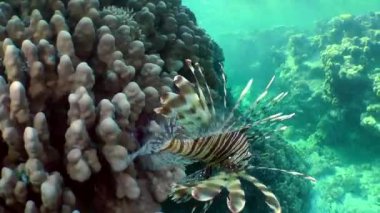 Kumlu altta benekli sandperch (Parapercis hexophtalma).