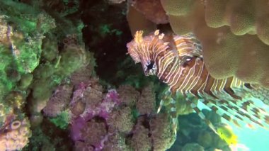 Kumlu altta benekli sandperch (Parapercis hexophtalma).