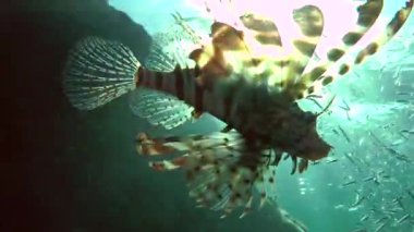 Kumlu altta benekli sandperch (Parapercis hexophtalma).