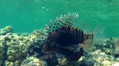 Kumlu altta benekli sandperch (Parapercis hexophtalma).