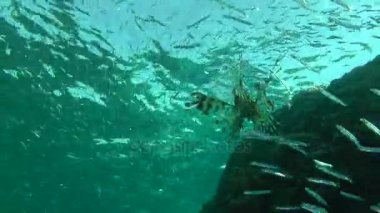 Kumlu altta benekli sandperch (Parapercis hexophtalma).