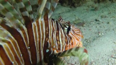 Kumlu altta benekli sandperch (Parapercis hexophtalma).