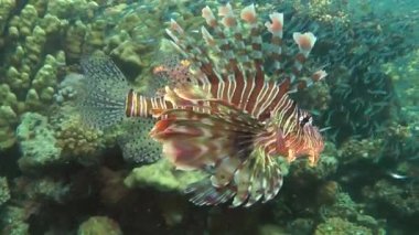 Kumlu altta benekli sandperch (Parapercis hexophtalma).