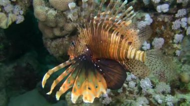 Kumlu altta benekli sandperch (Parapercis hexophtalma).