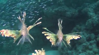 Kumlu altta benekli sandperch (Parapercis hexophtalma).