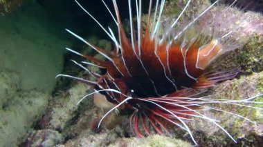 Kumlu altta benekli sandperch (Parapercis hexophtalma).
