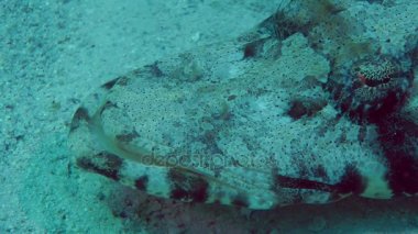 Dokunaçlı flathead (Papilloculiceps longiceps)